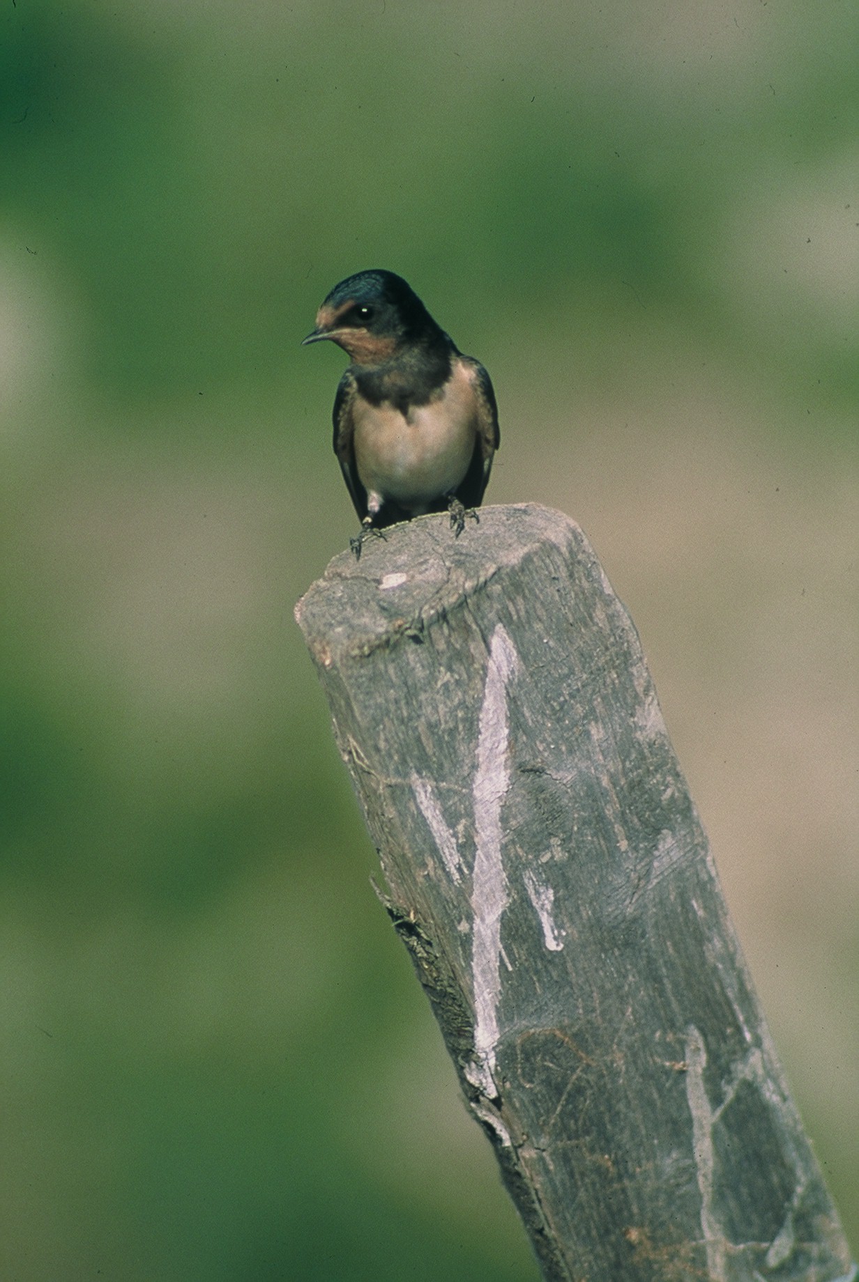 E.VIALET PNRChirondelle de cheminée
