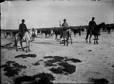 Camargue en images 