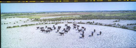 mini Lionel ROUX projet Musee de la CamargueCamargue Manade MailhanCamargue